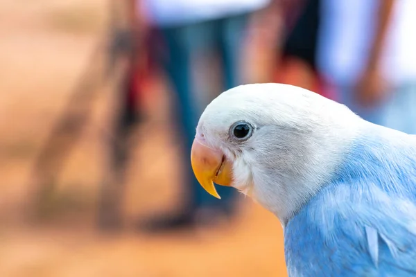 Papagaio Com Vista Perto — Fotografia de Stock