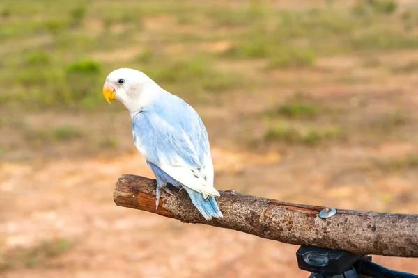 ビューを閉じるとオウム — ストック写真