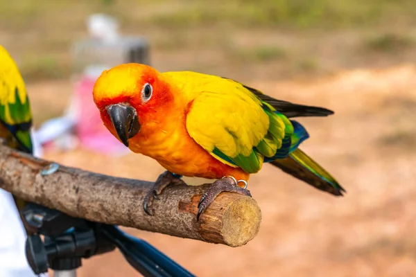 Loro Con Vista Cerca — Foto de Stock