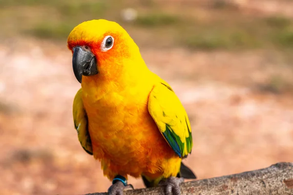 Loro Con Vista Cerca — Foto de Stock