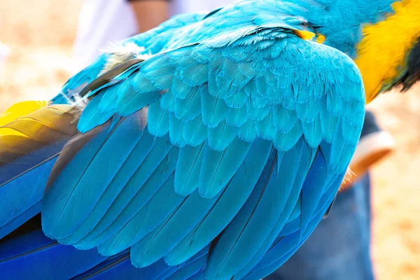 Papegoja Med Närbild Stockbild