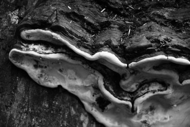 Ağaç mantaryakın çekim