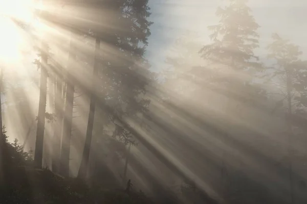 Mattina nella foresta nebbiosa — Foto Stock