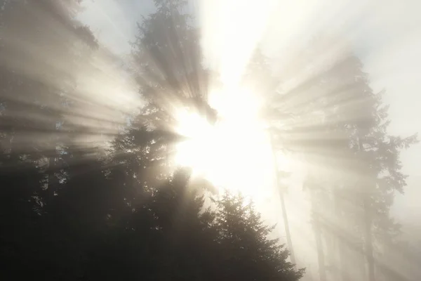 Mattina nella foresta nebbiosa — Foto Stock
