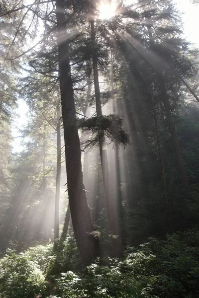 Mañana en el bosque nublado — Foto de Stock