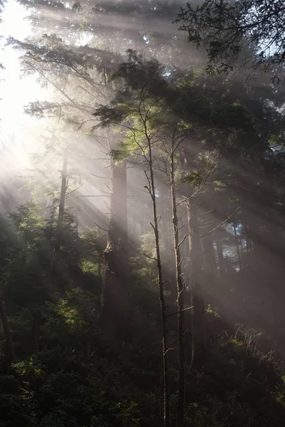 Mattina nella foresta nebbiosa — Foto Stock