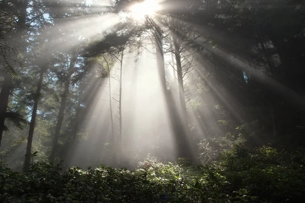 Mattina nella foresta nebbiosa — Foto Stock