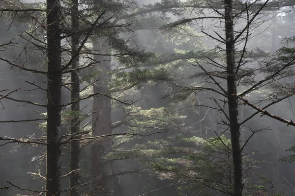 Mattina nella foresta nebbiosa — Foto Stock