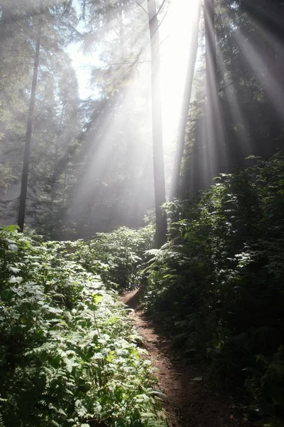 Mattina nella foresta nebbiosa — Foto Stock