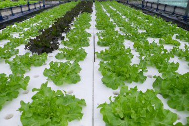 Yeşil Oak ve Red Oak sıraları, Hidroponik sebze çiftliğinde.