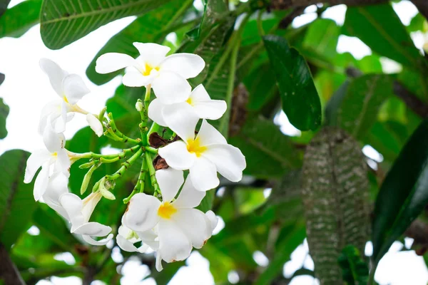 Fiori Plumeria Più Belli Con Colori Misti Rosso Giallo Arancio — Foto Stock