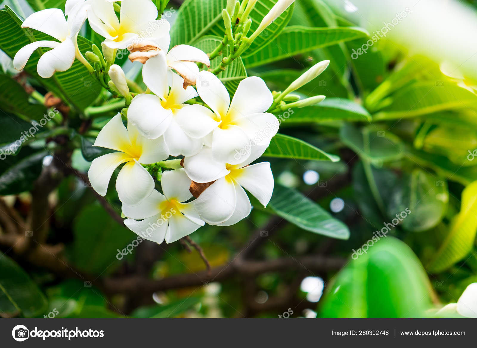 The most beatiful plumeria flowers with mix colors in red yellow orange and  white colors. 12