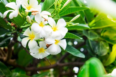 Kırmızı sarı turuncu ve beyaz renklerde karışımı renkleri ile en beatiful plumeria çiçekler.