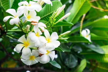 Kırmızı sarı turuncu ve beyaz renklerde karışımı renkleri ile en beatiful plumeria çiçekler.