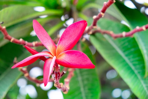 The most beatiful plumeria flowers with mix colors in red yellow orange and white colors.