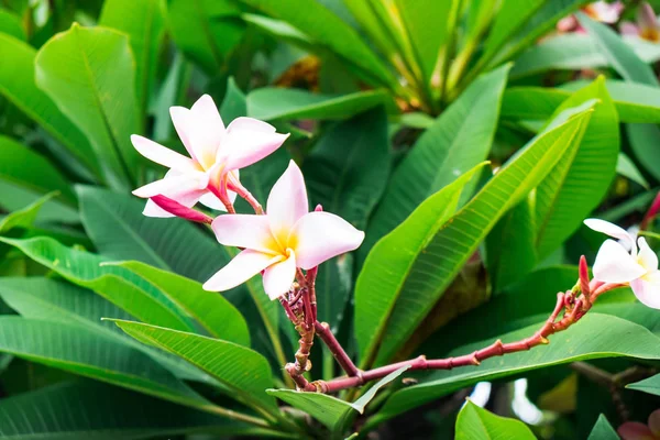 The most beatiful plumeria flowers with mix colors in red yellow orange and white colors.