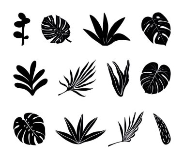 Tropik çiçekler, palmiye yaprakları, orman yaprakları, amber çiçeği. Vektör egzotik çiçek illüstrasyonu, tebrik kartı için Hawaii buketi, düğün, duvar kağıdı. Bir dizi soyut tropikal yaprak. Canavar, avuç içi