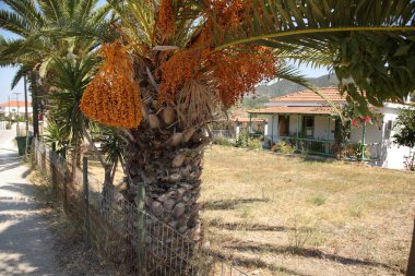 Kasabayı dolaş. Bu adanın doğası ve mimarisinin izlenimleri. Yağ palmiyesi. Akdeniz, Avrupa'nın Güneyi, Yunanistan, Skopelos Adası.