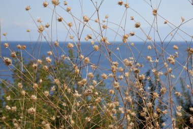 Bir Yunan adasının kıyısında yaz gökyüzünün arka planda dikenli çim.