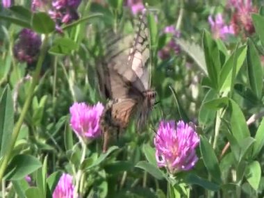 Güneşli bir günde çayır çimlerinde küçük böcekler 