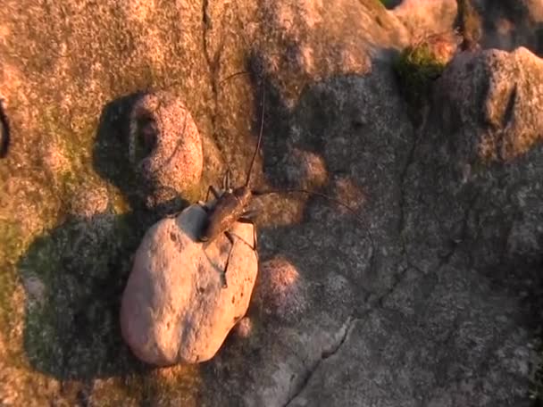 Piccolo Insetto Sulla Pietra Nella Giornata Sole Vista Vicino — Video Stock