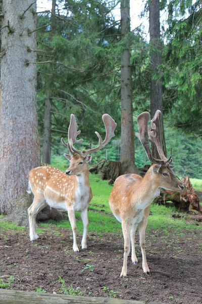 Bambino Fauna Selvatica Sulle Montagne Del Tirolo — Foto Stock