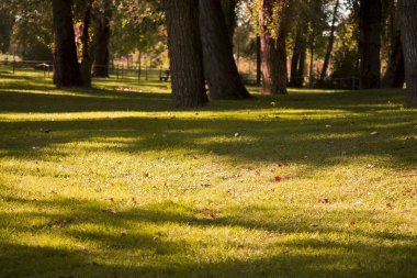 çim üzerinde ekim kontrast