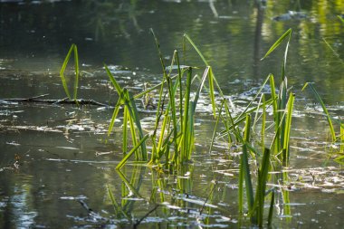 Gölde yeşil yansımalar