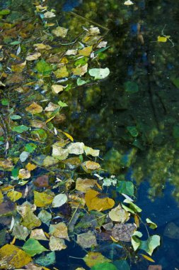 Gölde yeşil yansımalar