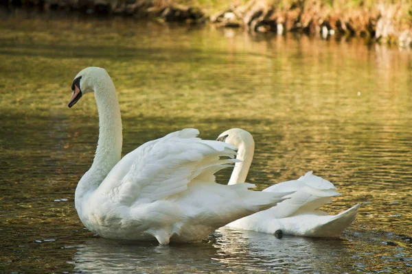 two swans in october lake