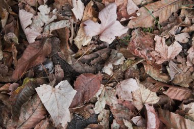 çim üzerinde sonbahar yaprakları doku