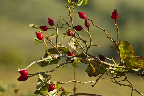 Talyan Kırsalında Kırmızı Kuşburnu Meyveleri — Stok fotoğraf