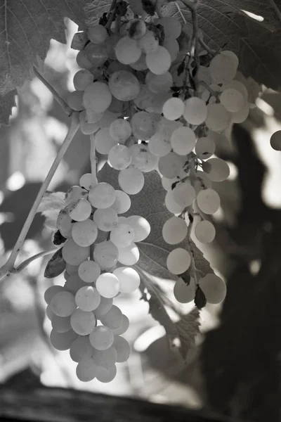 白と黒のブドウ — ストック写真