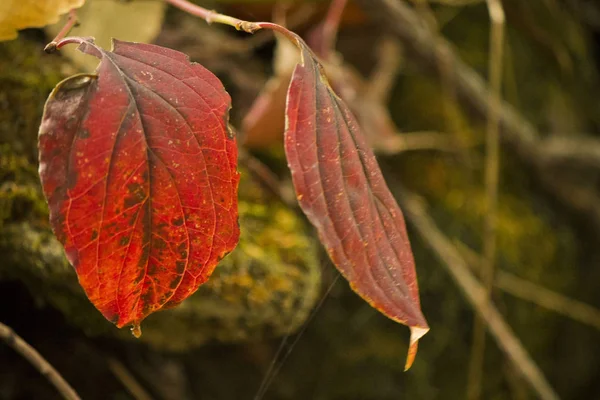 Herbstblatt Baum — Stockfoto