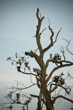 ağaç arka planda mavi gökyüzü ile