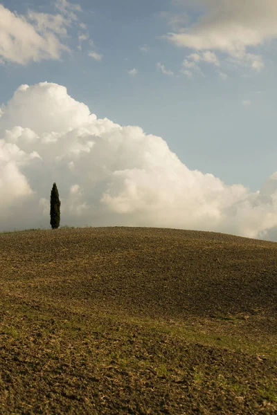 Landelijk Landschap Toscane Met Cypress Tree — Stockfoto