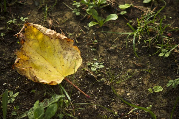 Izole Edilmiş Sarı Sonbahar Yaprağı — Stok fotoğraf