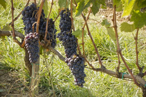 Toskana kırsalında taze greyfurt