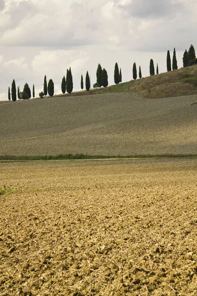 Paisaje Rural Toscana Con Ciprés — Foto de Stock