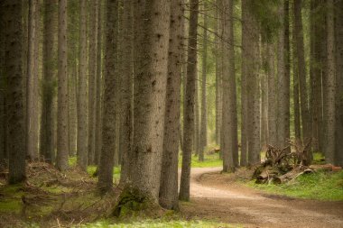 Dağ ormanı manzarası