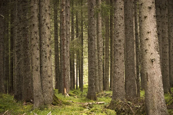 Blick Auf Den Bergwald — Stockfoto