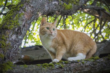kırmızı kedi yeşil gözlü bir ağaçta oturuyor. Bokeh arka plan ile yumuşak odak.