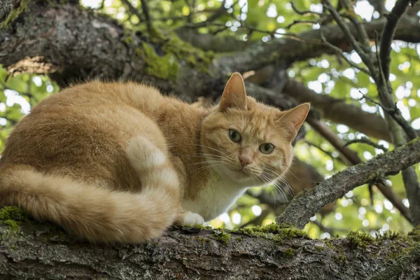 Belo Gato Ruivo Com Olhos Verdes Está Sentado Ramo Macieira — Fotografia de Stock