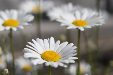 Güneşli bir günde güzel papatyalar yakın çekim. Sığ derinlik-in tarla. Karşılama ekranı