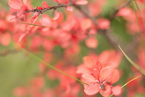 Rote Blätter Der Berberitze Auf Grünem Laub Kontrastfarben Herbst Attraktive — Stockfoto