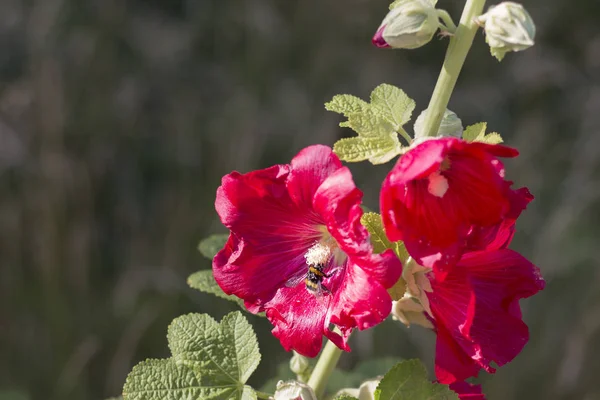 빨간색 Mallow 여름날에 꿀벌과 빨간색의 음영을 나타냅니다 필드의 — 스톡 사진