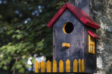 Kuş evi penceresi ve huş çit yakın çekim