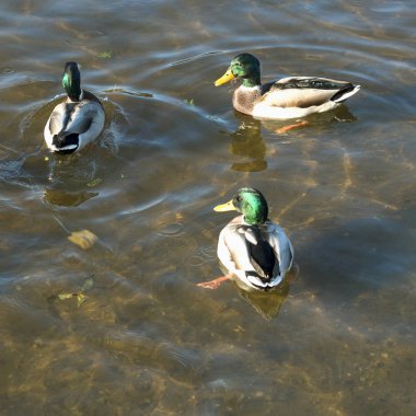 Yaban ördekleri, Erkek havuzumda yeşil su ile bir nehir üzerinde yüzme ve yemek. Kare görüntü