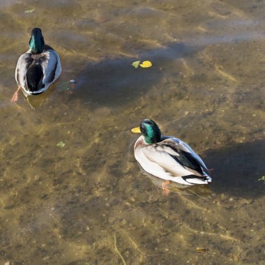 Parlak bir şişe-yeşil kafa ile yaban ördekleri temiz su ile bir nehir üzerinde yüzme ve yemek. Kare görüntü