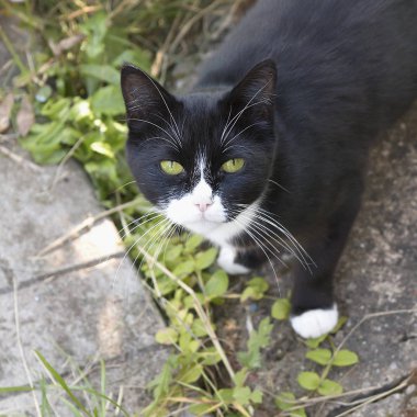 Yeşil gözlü siyah kedi. Bokeh arka plan ile seçici odak